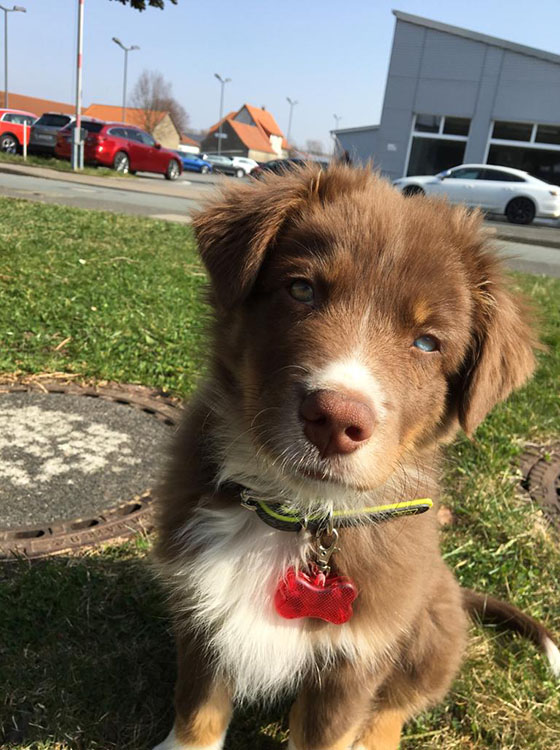 Pelziger Nachwuchsmitarbeiter: Hund Dobby guckt neugierig in die Kamera